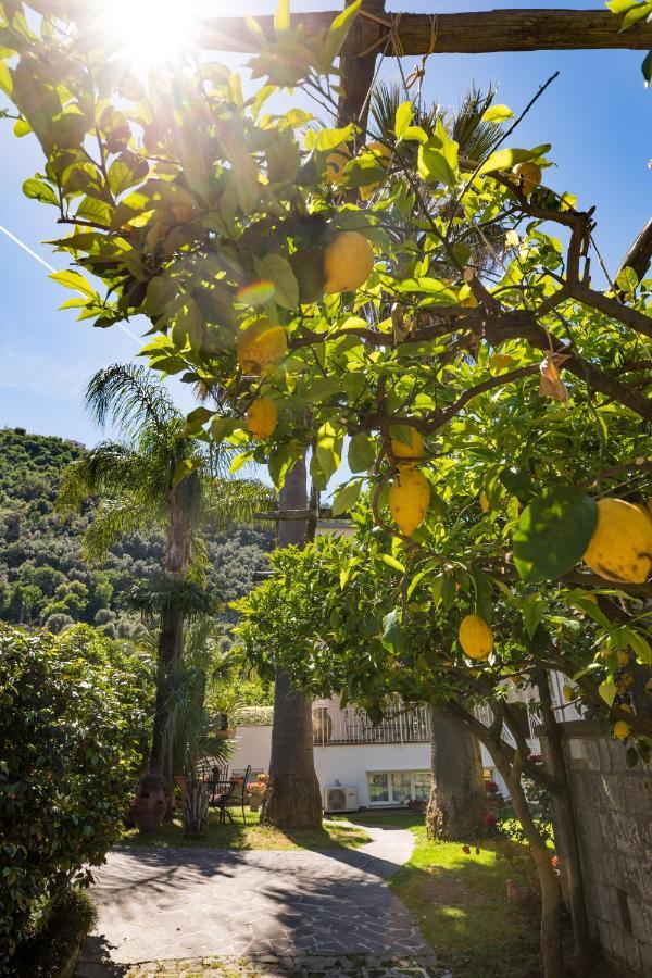 Casa Beatrice Bed and Breakfast Σορέντο Εξωτερικό φωτογραφία